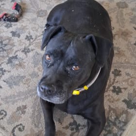 Nala