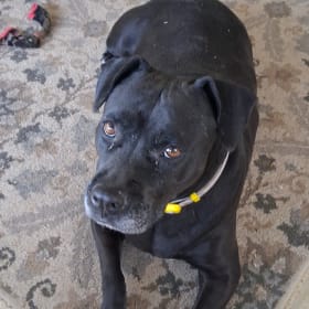Nala