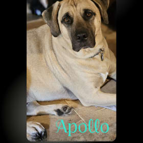 Apollo
