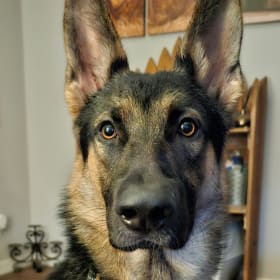 D-O-G