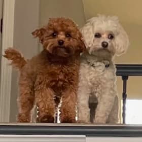 Bear and Wrigley from Chicago