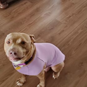 Stella
