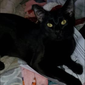 Onyx