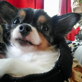 Tot