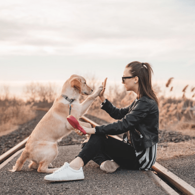 PetSmart Dog Training