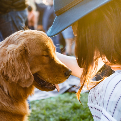 Jays Golden Retrievers'