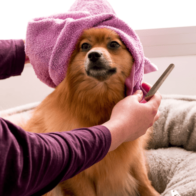 Sniffany and Company pet grooming