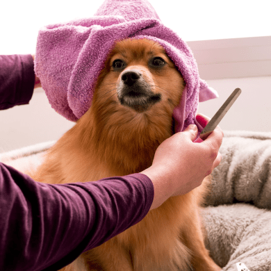 Preferred Pet Grooming Preferred Pet Grooming