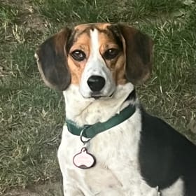 Daisy