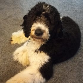 Duke