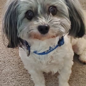 Rascal