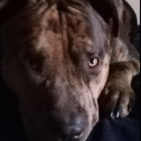 Big Baby Bear