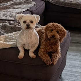 Snickers Cody Lizzie