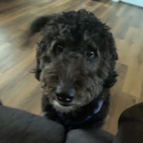 Zoe