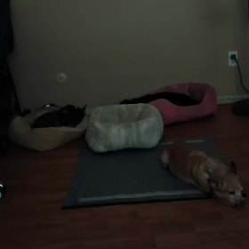 buddymarshystellap