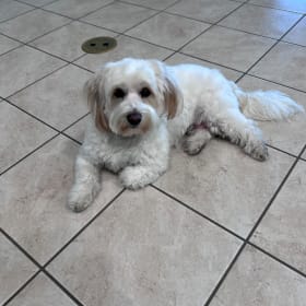 Maggie Moo