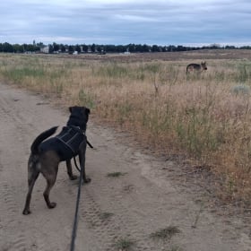 Scooby and Loki