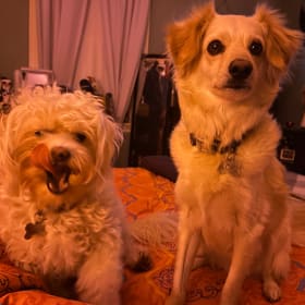 Loki and Luna