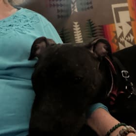 Dolly -foster dog