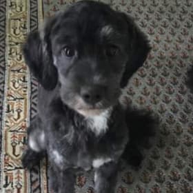 Waylon