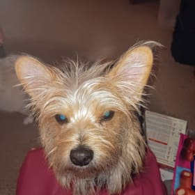 Tuffy