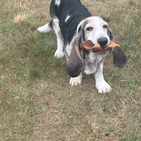 Rufus