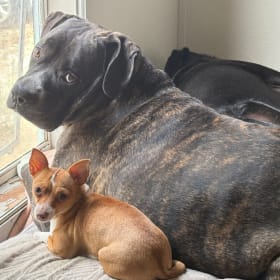 Hazel and Bentley