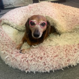 Stella