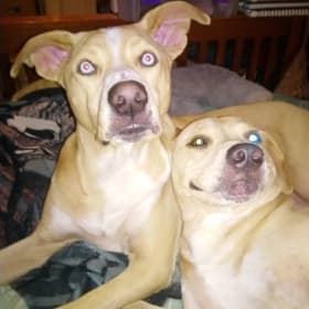 Bree and Duke