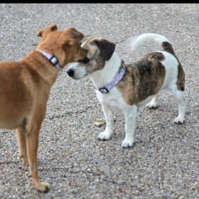 Penny and dixie