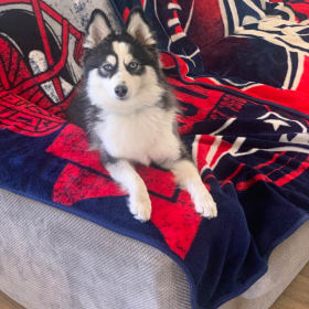 Brady