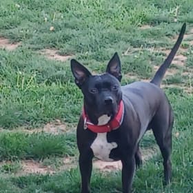 Hickory aka Mr Man