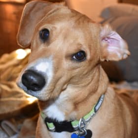 Scooby