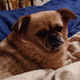 Pugsly