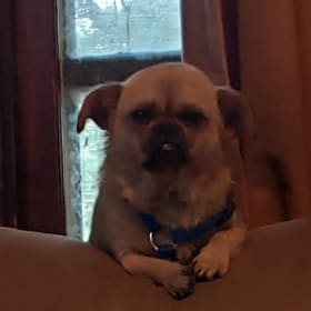 Pugsly