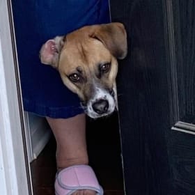 Harvey