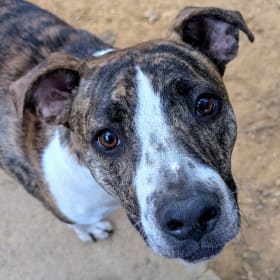 Buck