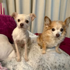 Winnie and Chip