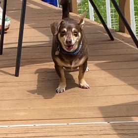 Odie