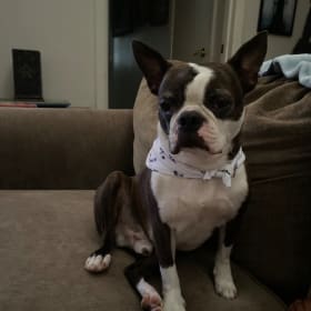 Ruffus