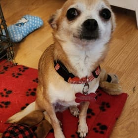 Gia