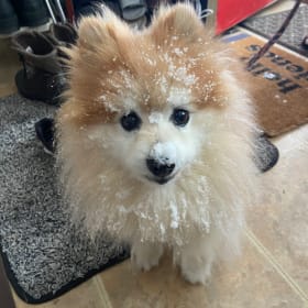 Teddy