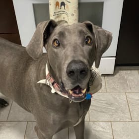 Nova