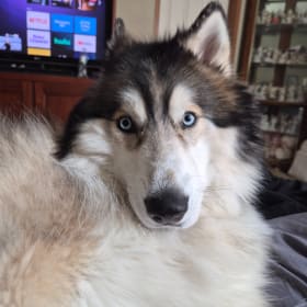 Koda