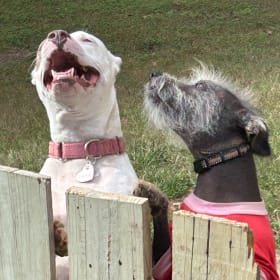 Priya and Stella Luna