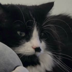 TaliTheCat
