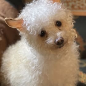 Peanut