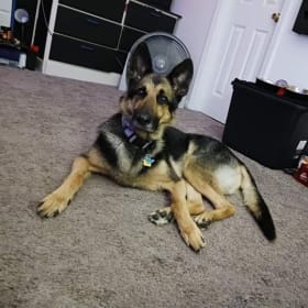 Pup