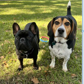 Cooper and Zorro