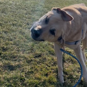 Brutus